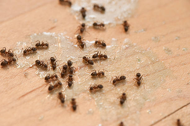 Best Wasp Removal Services  in Tonto Basin, AZ
