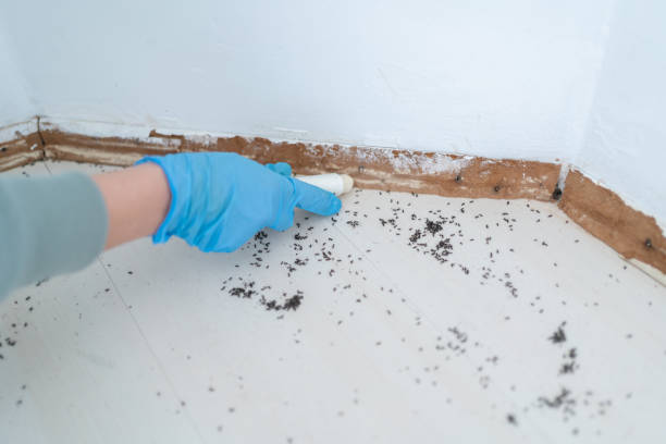 Best Exterminator Services  in Tonto Basin, AZ